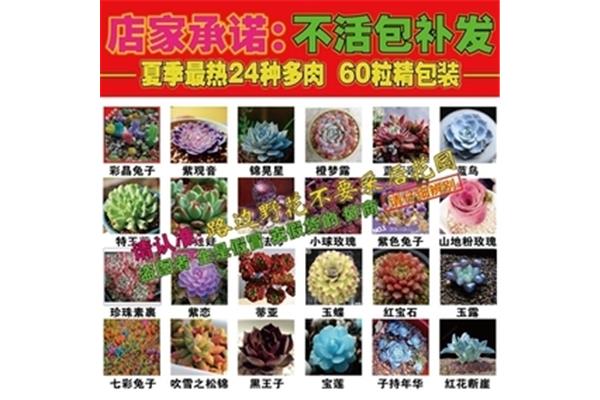多肉玫瑰包装