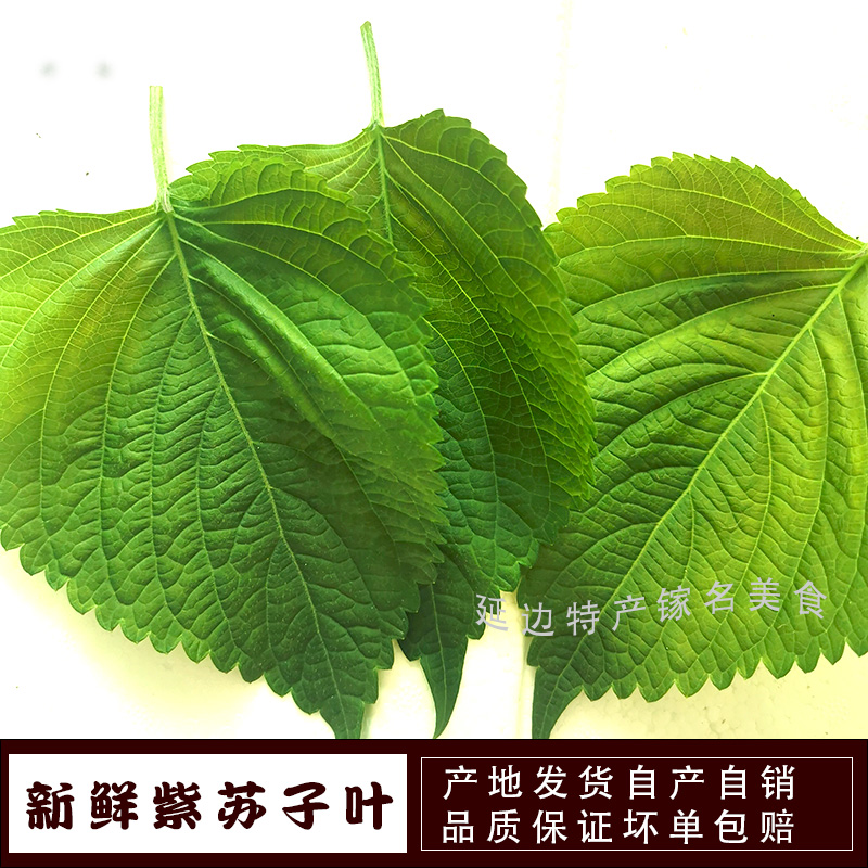 日本大叶怎样包装