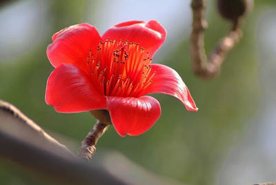 pp木棉花五拼
