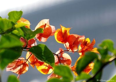 pp木棉花五拼