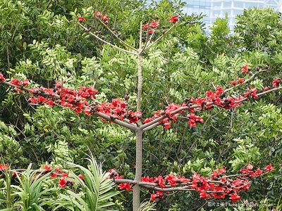 pp木棉花五拼
