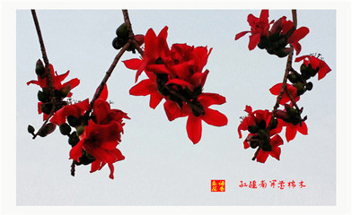 pp木棉花五拼