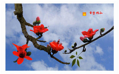 pp木棉花五拼