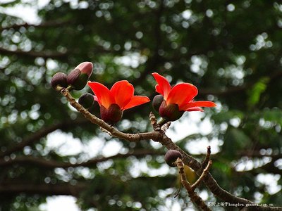 pp木棉花五拼