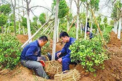 树根包装布带