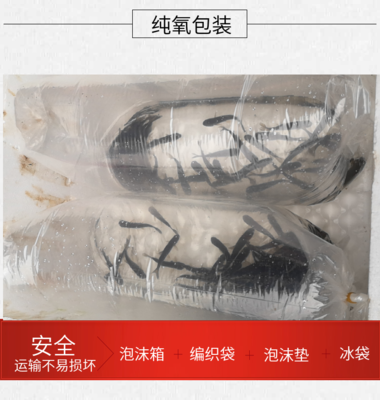 鲶鱼产品正在更换包装